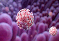 دستیابی به سرنخ های بیوشیمیایی جدید در مورد نحوه ورود کروناویروس به سلول