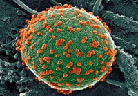 کشف جهش‌هایی از ویروس کرونا که از سیستم ایمنی فرار می‌کنند